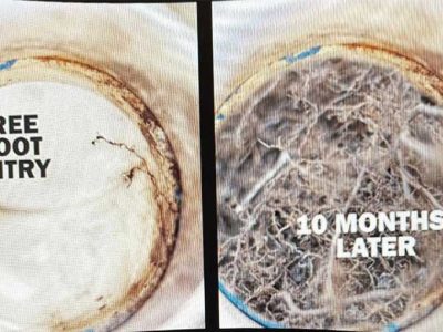 Sewer Tree Root Removal Services