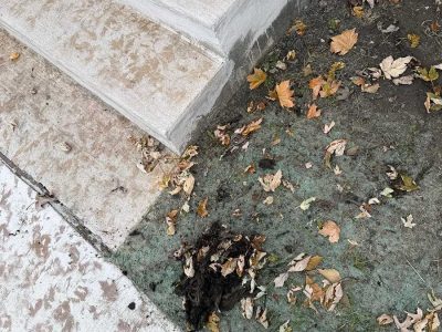 Tree Root Removal From Sewer Lines